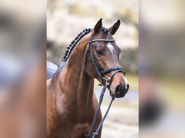 Thoroughbred Stallion Brown in Aukrug