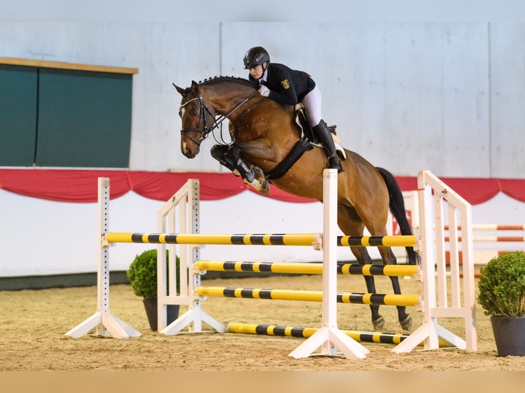 Thoroughbred Stallion Brown in Aukrug