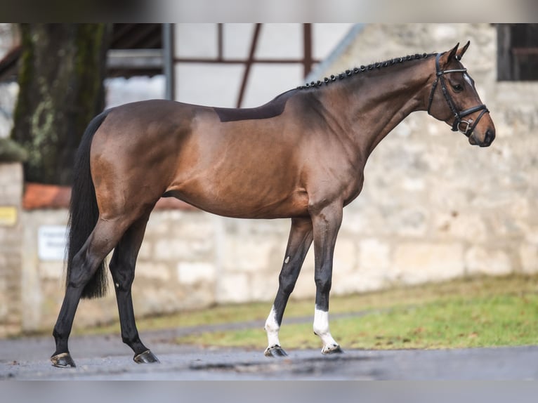 Thoroughbred Stallion Brown in Aukrug