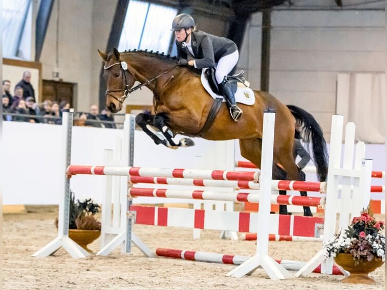 Thoroughbred Stallion Brown in Torgau