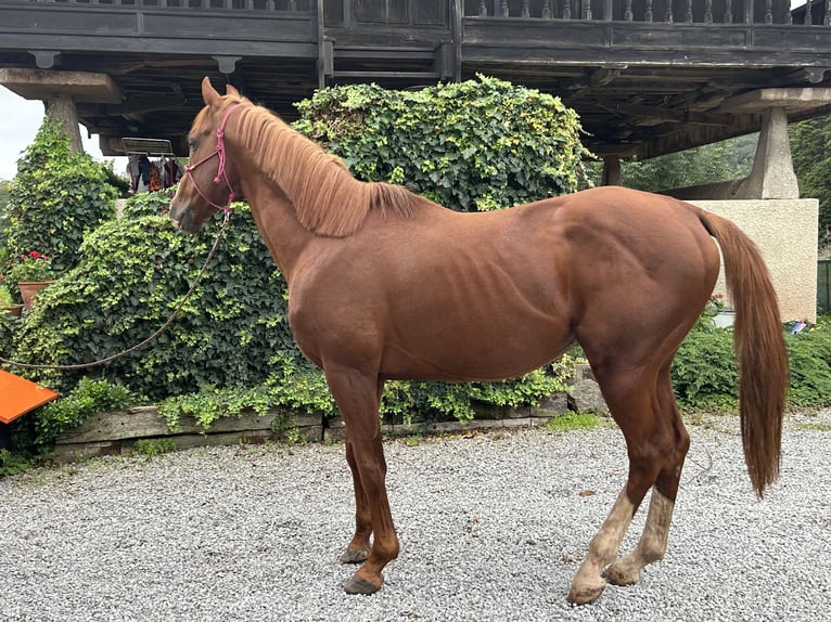 Thoroughbred Stallion Chestnut in Oviedo