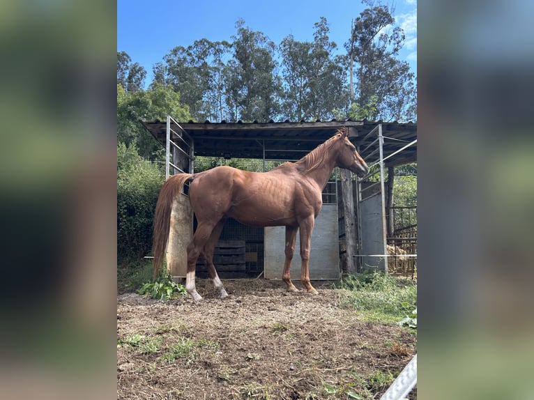 Thoroughbred Stallion Chestnut in Oviedo