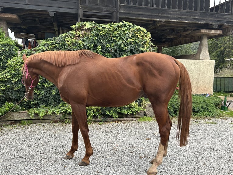 Thoroughbred Stallion Chestnut in Oviedo