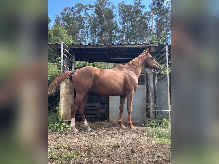 Thoroughbred Stallion Chestnut in Oviedo