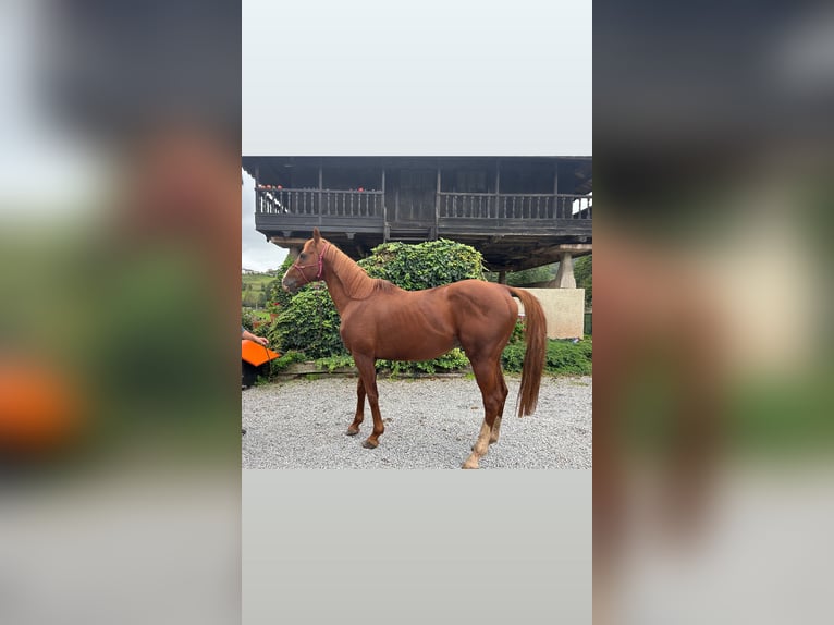 Thoroughbred Stallion Chestnut in Oviedo