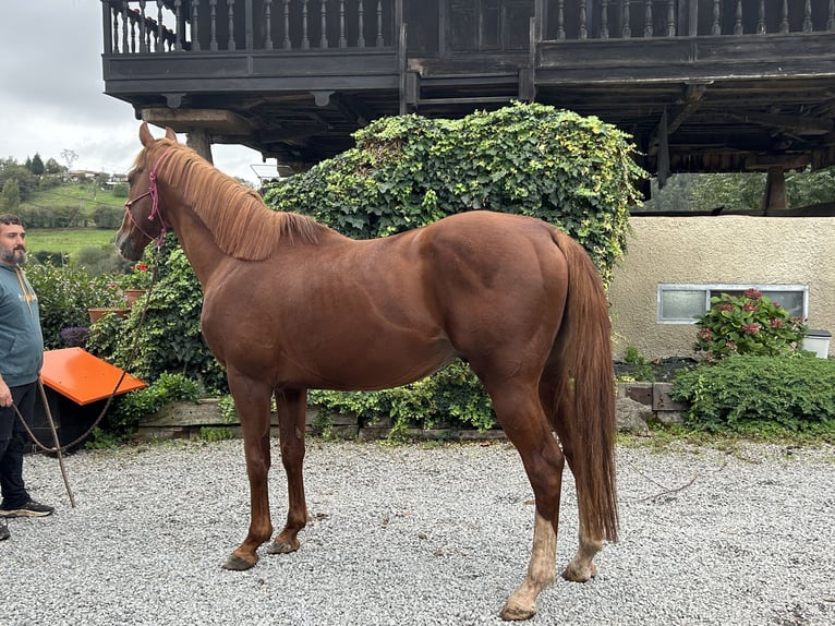 Thoroughbred Stallion Chestnut in Oviedo