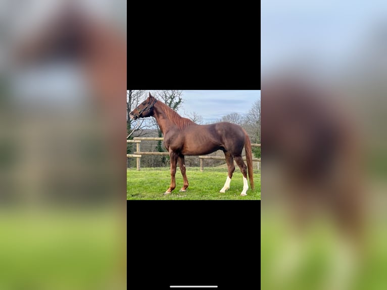 Thoroughbred Stallion Chestnut in Oviedo