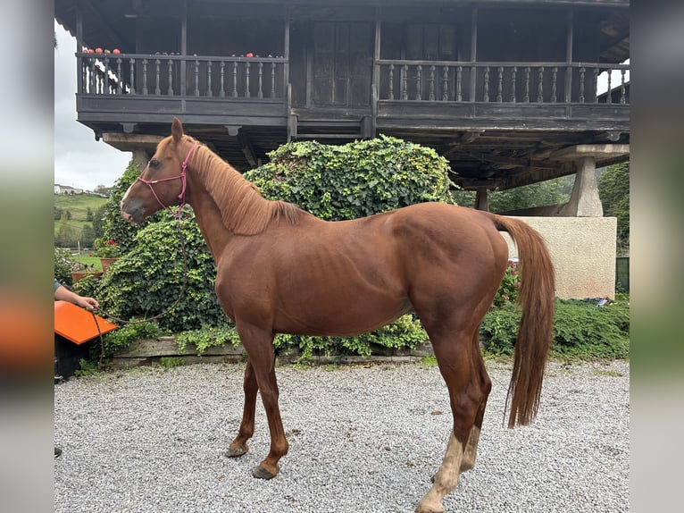 Thoroughbred Stallion Chestnut in Oviedo