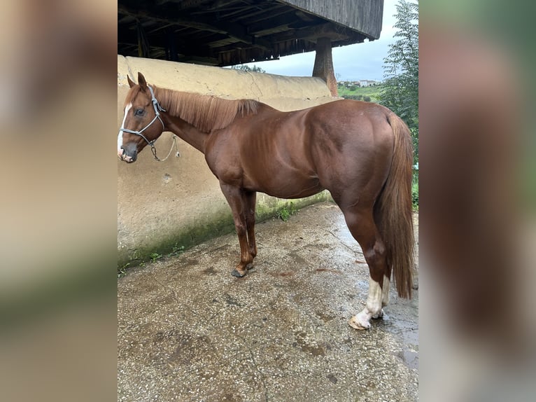 Thoroughbred Stallion Chestnut in Oviedo