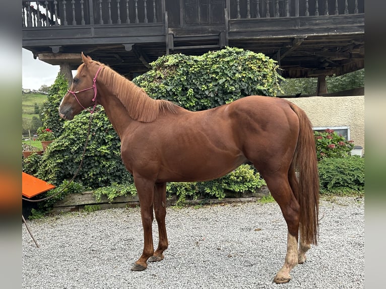 Thoroughbred Stallion Chestnut in Oviedo