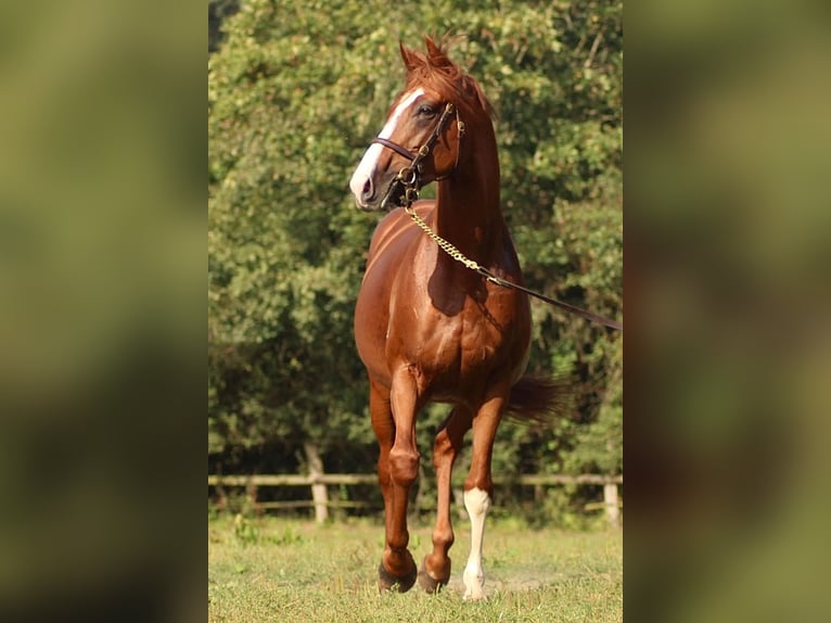 Thoroughbred Stallion Chestnut-Red in Hamburg Lemsahl-Mellingstedt
