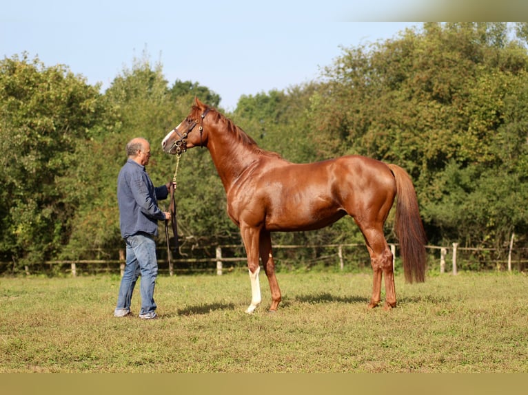 Thoroughbred Stallion Chestnut-Red in Hamburg Lemsahl-Mellingstedt