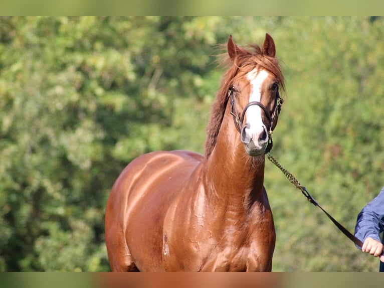 Thoroughbred Stallion Chestnut-Red in Hamburg Lemsahl-Mellingstedt