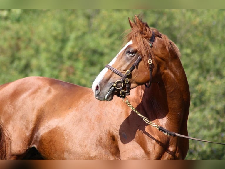 Thoroughbred Stallion Chestnut-Red in Hamburg Lemsahl-Mellingstedt