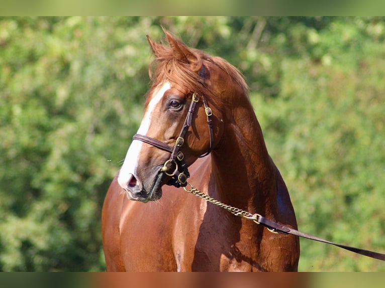Thoroughbred Stallion Chestnut-Red in Hamburg Lemsahl-Mellingstedt