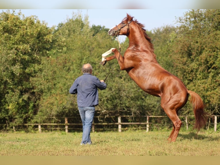 Thoroughbred Stallion Chestnut-Red in Hamburg Lemsahl-Mellingstedt