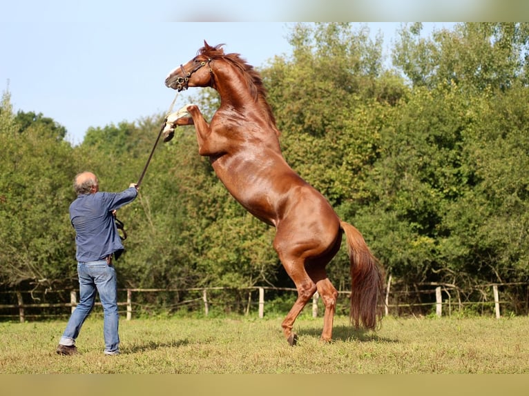 Thoroughbred Stallion Chestnut-Red in Hamburg Lemsahl-Mellingstedt