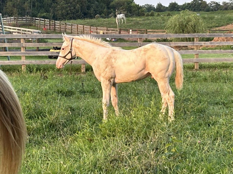 Thoroughbred Stallion Foal (04/2025) 16 hh Palomino in Stephens City