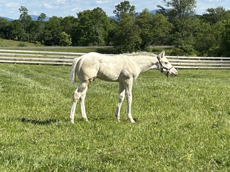 Thoroughbred Stallion Foal (04/2025) 16 hh Palomino in Stephens City