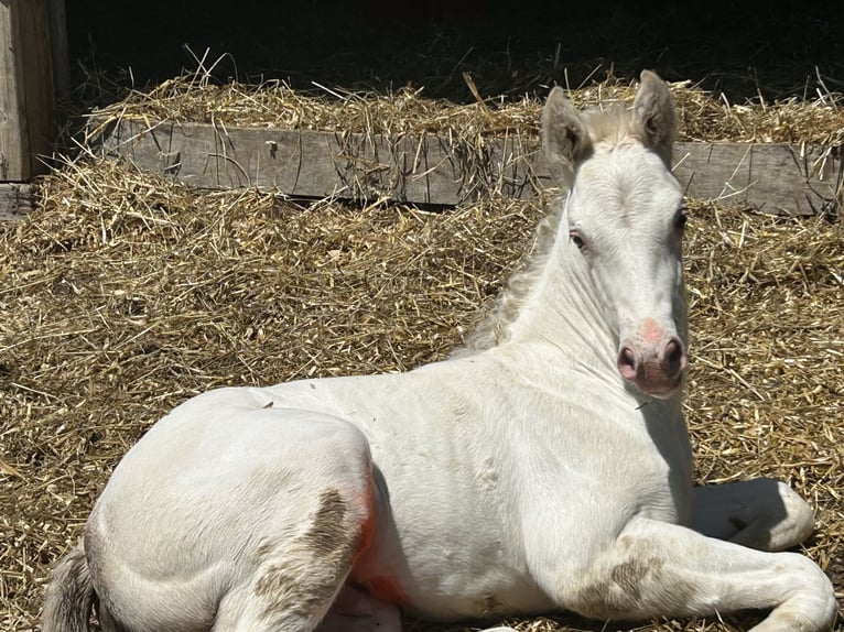 Thoroughbred Stallion Foal (04/2025) 16 hh Palomino in Stephens City