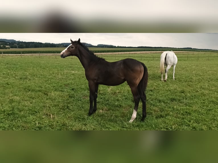Thoroughbred Stallion Foal (02/2025) Grey in Bad Schussenried