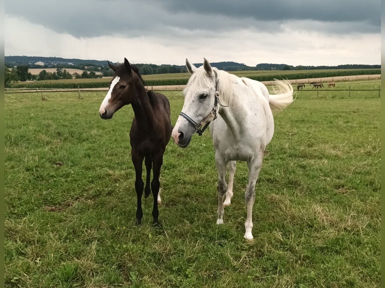 Thoroughbred Stallion Foal (02/2025) Grey in Bad Schussenried