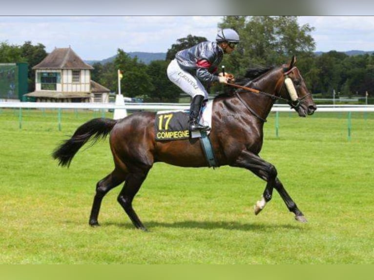 Thoroughbred Stallion in Meerdonk