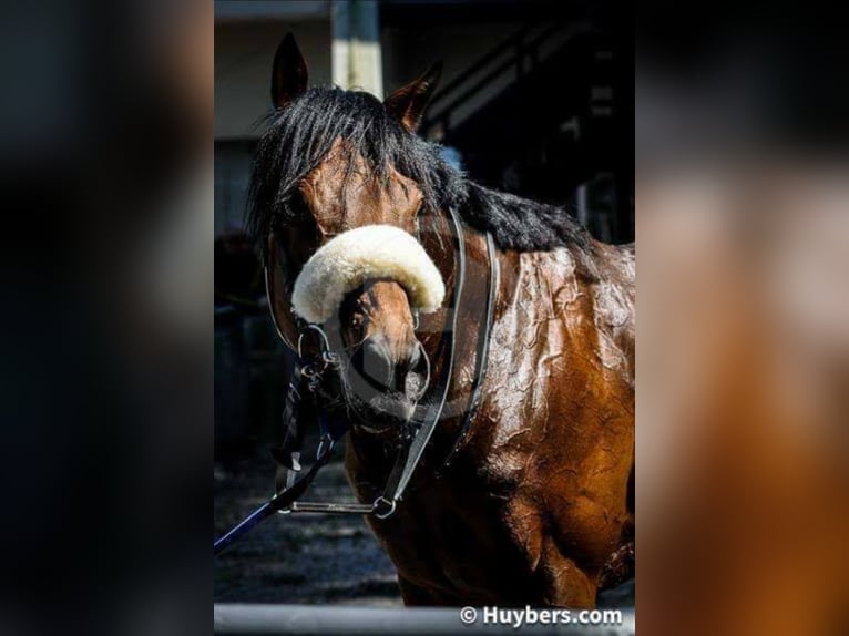 Thoroughbred Stallion in Meerdonk