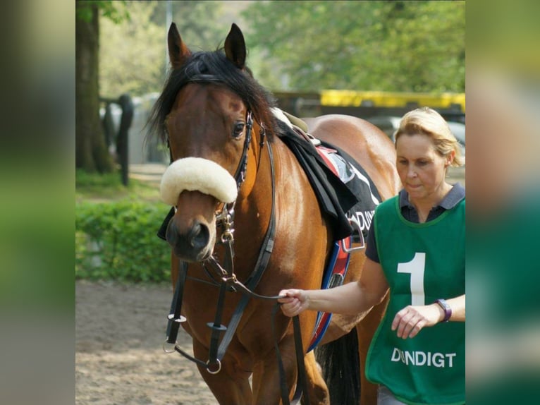 Thoroughbred Stallion in Meerdonk