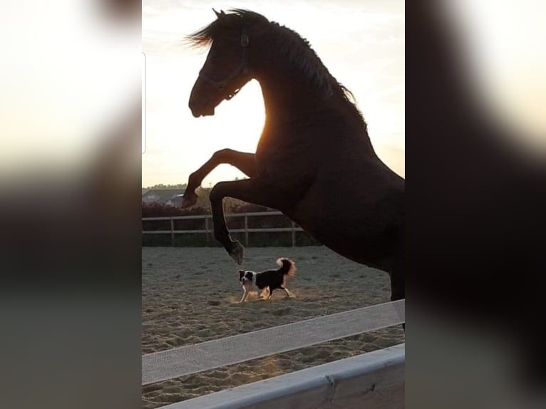 Thoroughbred Stallion in Meerdonk