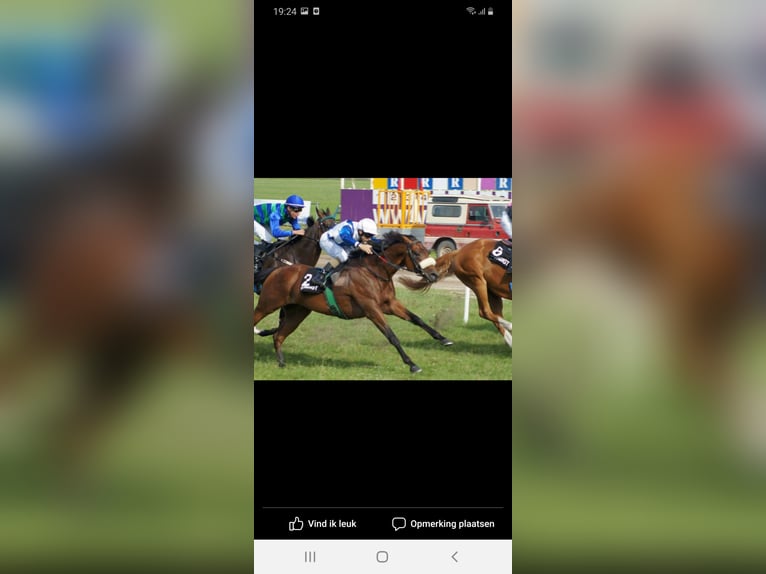 Thoroughbred Stallion in Meerdonk