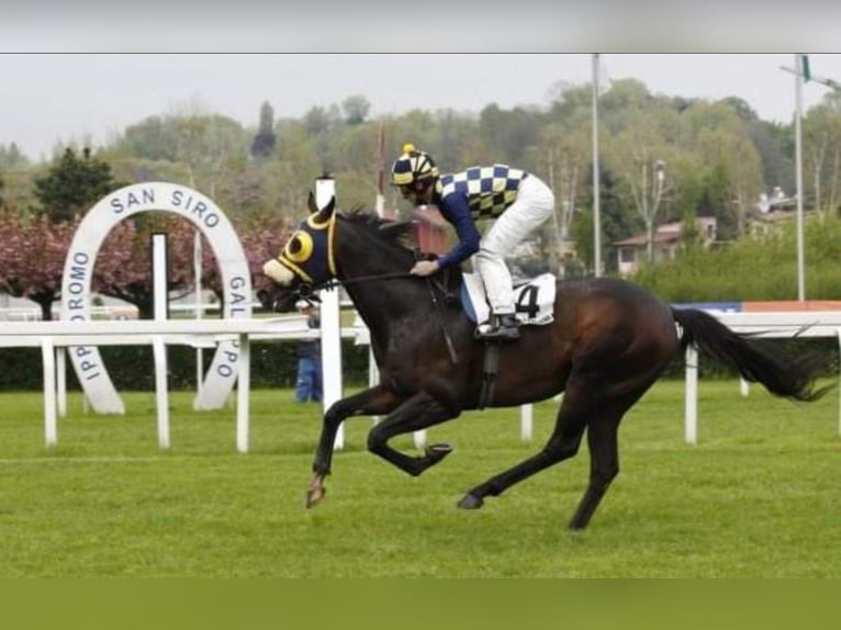 Thoroughbred Stallion in Meerdonk