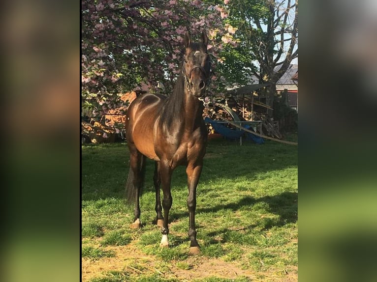 Thoroughbred Stallion in Meerdonk
