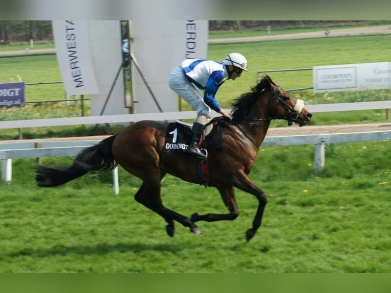 Thoroughbred Stallion in Meerdonk