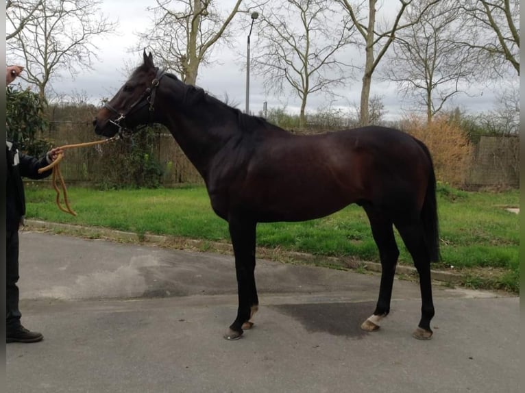 Thoroughbred Stallion in Meerdonk