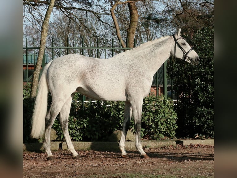 Thoroughbred Stallion Gray in Löningen