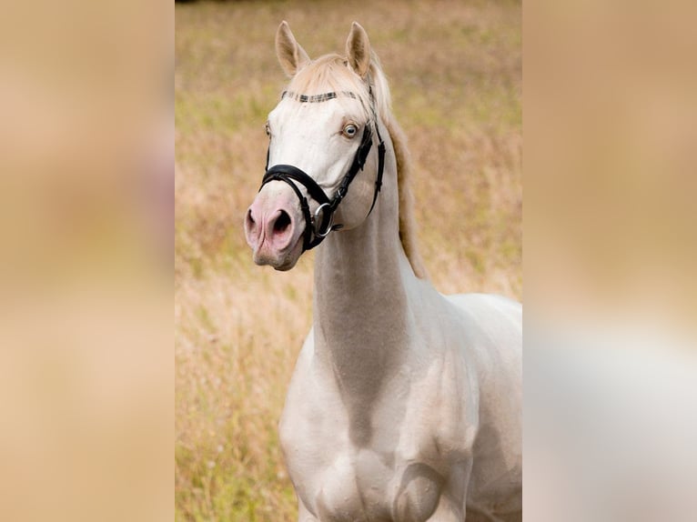 Thoroughbred Stallion Perlino in Beaumont pied-de-boeuf