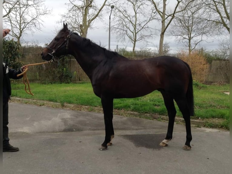 Thoroughbred Stallion Smoky-Black in Meerdonk