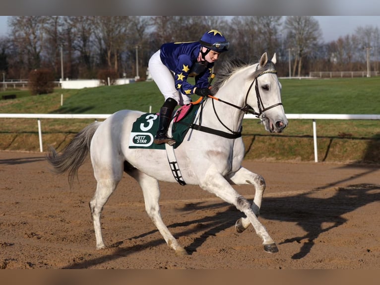 Thoroughbred Unknown 9 years 15.3 hh Grey in Iffezheim
