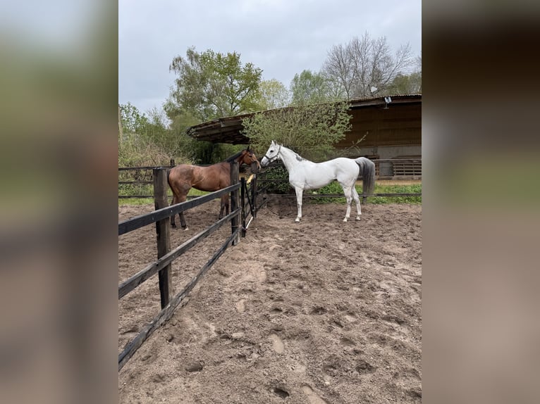Thoroughbred Unknown 9 years 15.3 hh Grey in Iffezheim