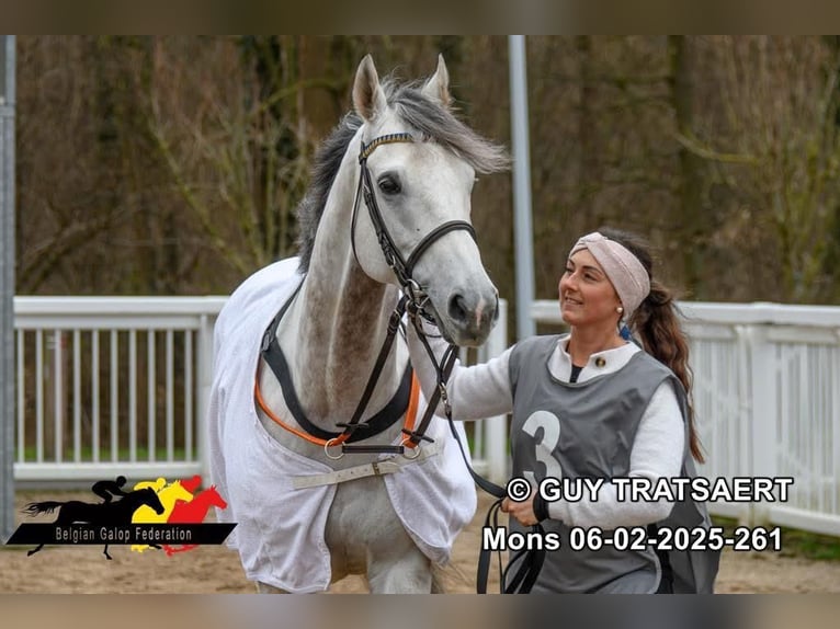 Thoroughbred Unknown 9 years 15.3 hh Grey in Iffezheim