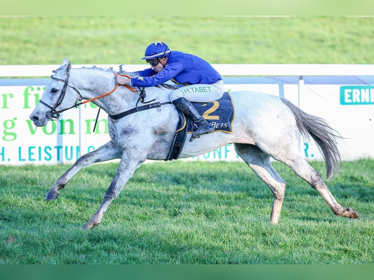 Thoroughbred Unknown 9 years 15,3 hh Grey in Iffezheim