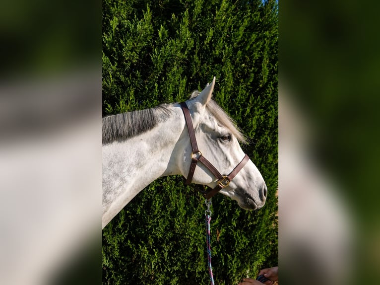 Thoroughbred Unknown 9 years 15,3 hh Grey in Iffezheim