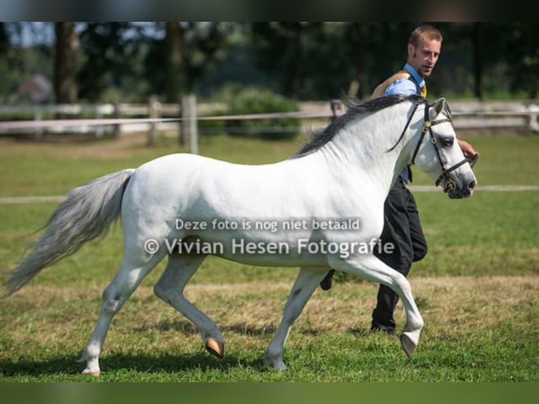 THREE-B-CADNO Galés-A Semental in Meerbusch