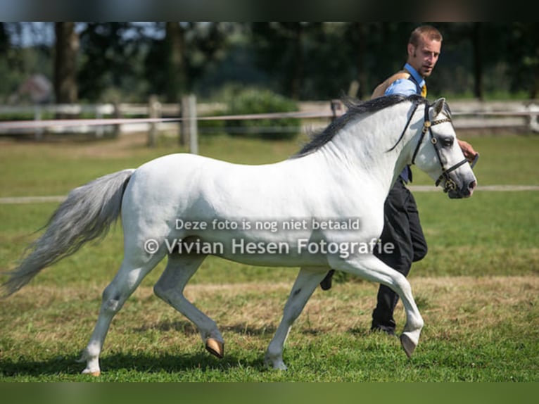 THREE-B-CADNO Welsh A (Mountain Pony) Stallion Gray in Meerbusch
