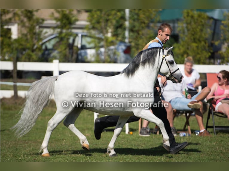 THREE-B-CADNO Welsh A (Mountain Pony) Stallion Grey in Meerbusch