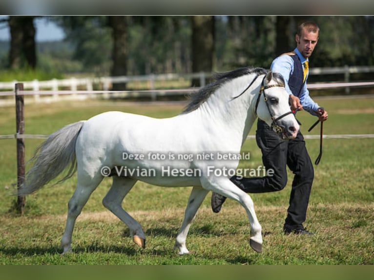 THREE-B-CADNO Welsh A (Mountain Pony) Stallion Grey in Meerbusch