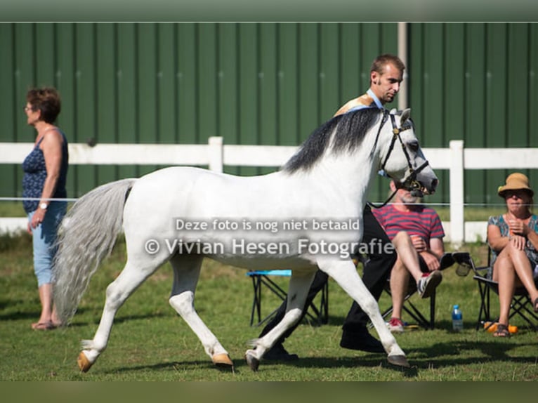 THREE-B-CADNO Welsh A (Mountain Pony) Stallion Grey in Meerbusch