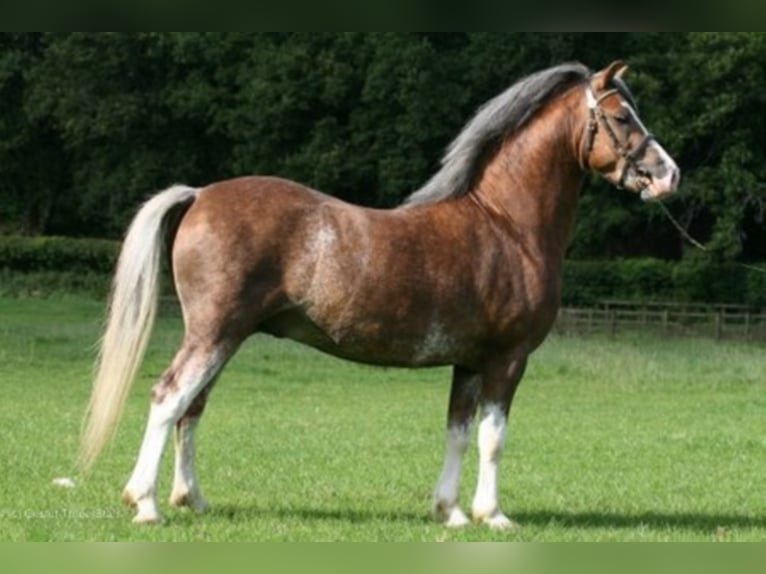 THREE-B-NORMAN Welsh A (Mountain Pony) Stallion Chestnut-Red in Meerbusch