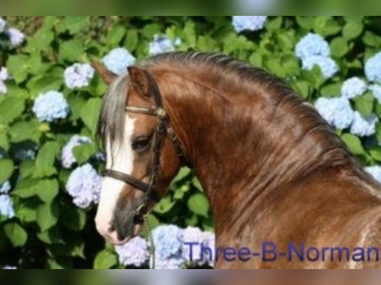 THREE-B-NORMAN Welsh A (Mountain Pony) Stallion in Meerbusch